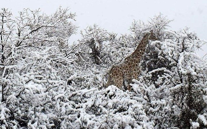 Tuyết phủ trắng các cành lá- món khoái khẩu của chú hươu cao cổ này. Ảnh: Twitter.