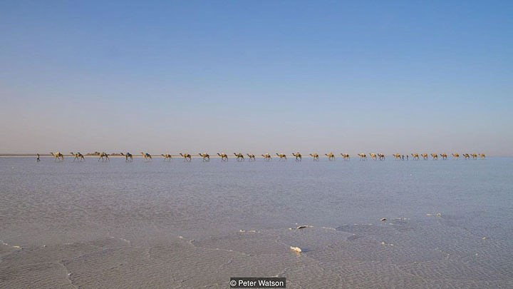 Trước đây, ngà voi và nô lệ cũng được giao dịch để đổi lấy muối ở Lac Assal. Những đoàn lạc đà và lừa có thể chở tới 120 kg muối mỗi chuyến tới Berhale, Ethiopia trong vòng năm tuần. Ở đó, muối được dỡ xuống và đưa lên xe tải phân phối tới các thành phố lớn của Ethiopia. Ảnh Perter Watson