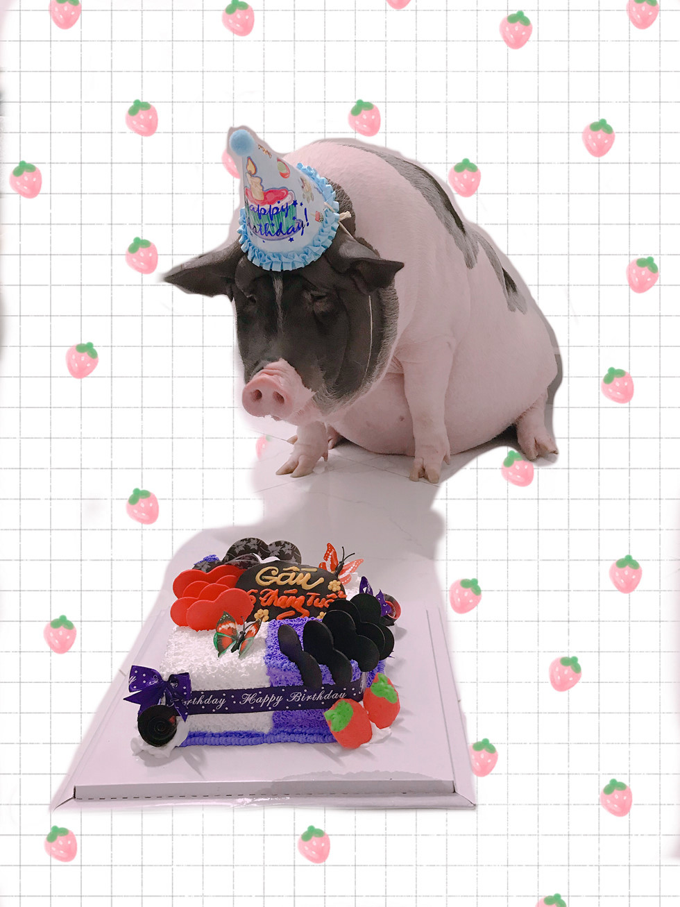 Sinh nhật nửa tháng tuổi của Gấu. Heo cưng được cả nhà Hoài Yên rất cưng chiều