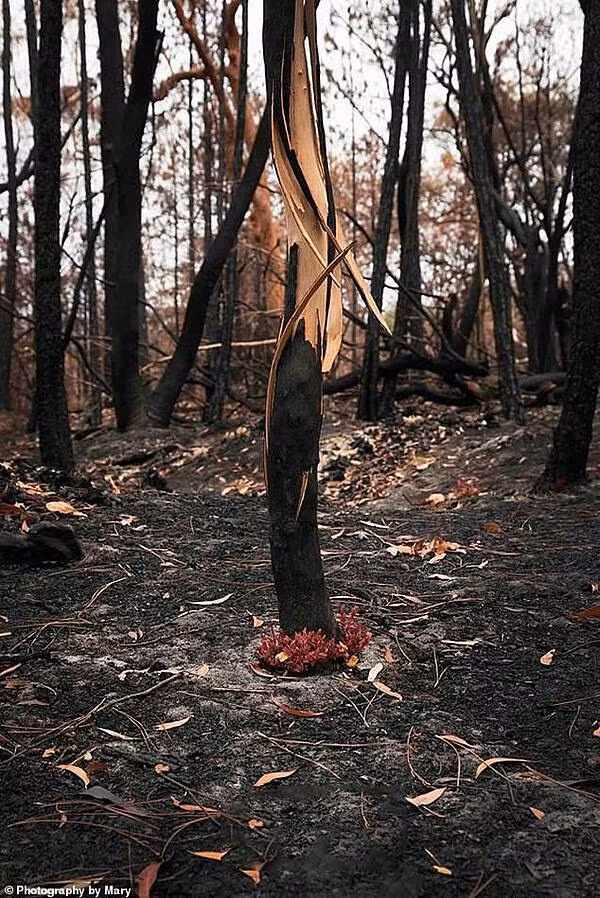 Sự tái sinh của thảm thực vật diễn ra chỉ ít ngày sau đám cháy.