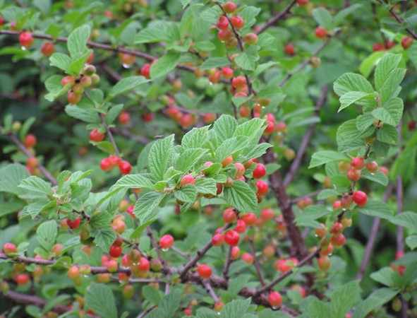 Một bụi cây cho quả được trồng trong “rừng thức ăn”.