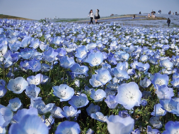 Cảnh đẹp như trong mơ thế này thật làm động lòng người. Mùa ngắm hoa Nemophila: Giữa tháng 4 - Đầu tháng 5