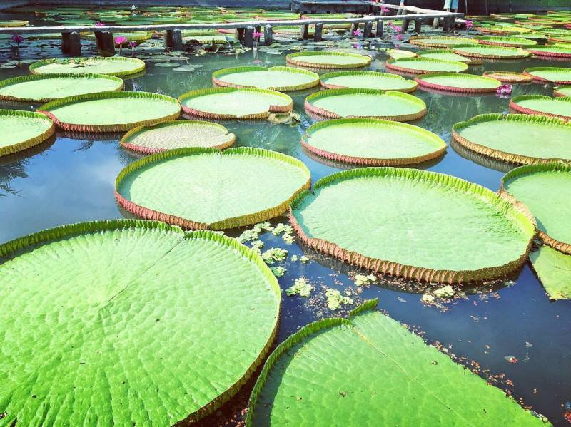 Lá sen khổng lồ hấp dẫn khách thập phương.