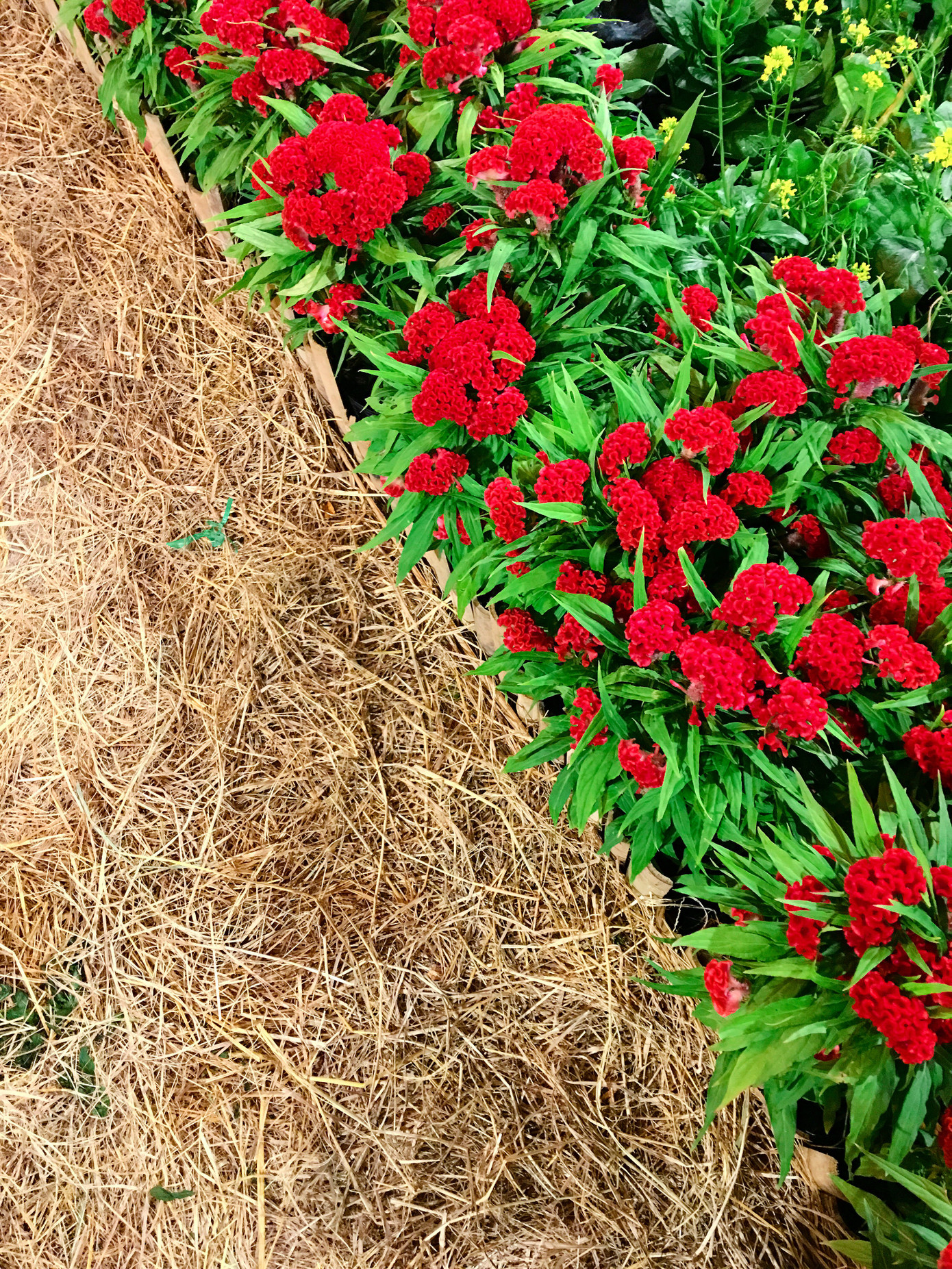 Hoa mào gà, không phải dịp nào cũng thấy đâu à nha!