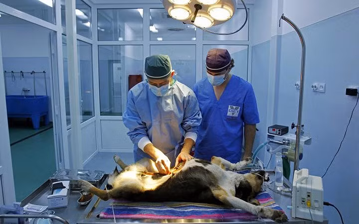 Một chú chó lang thang được triệt sản tại trung tâm bảo vệ, chăm sóc và nhân nuôi động vật bơ vơ ở Uzunu, Romania, tháng 4/2013.
