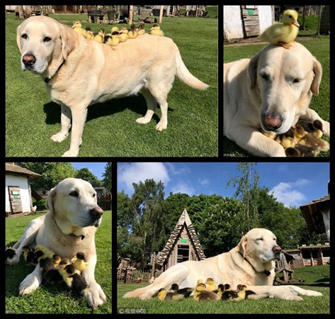 “Ông bố đơn thân” và bầy vịt con.