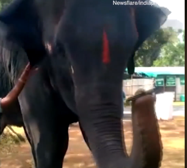 Chú voi có khả năng chơi kèn harmonica một cách tài tình.