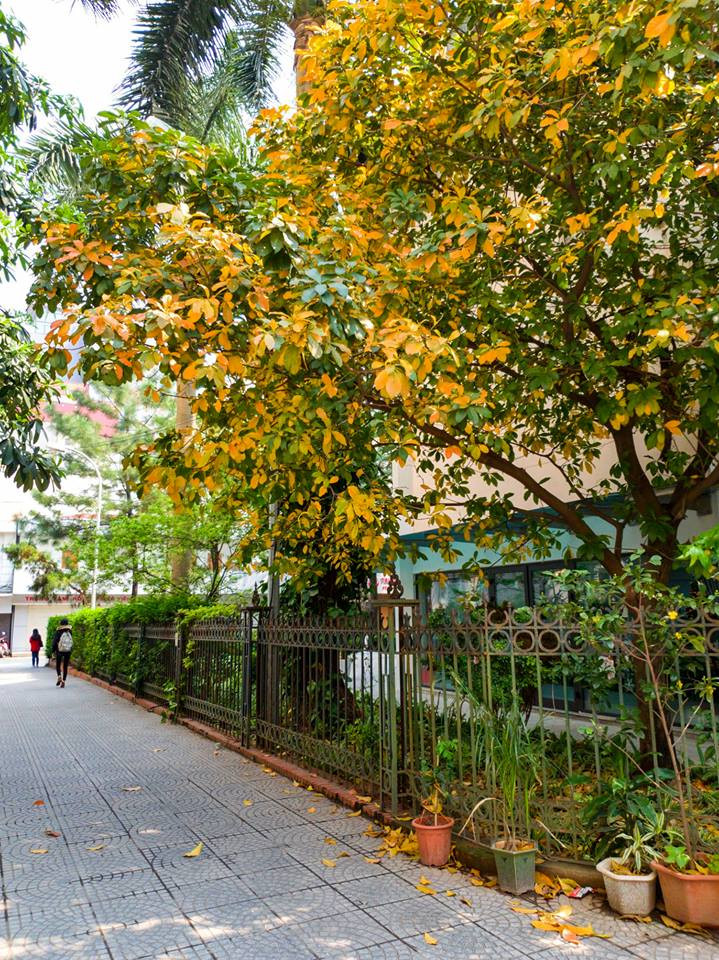 Thêm một người bạn trong đại gia đình lộc vừng ở FTU đang khoe sắc. (Ảnh: ĐTN Ngoại thương)