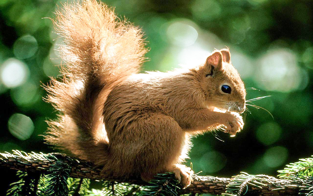 Bạn có biết trong thế giới động vật, loài vật nào thông minh nhất không? ảnh 6