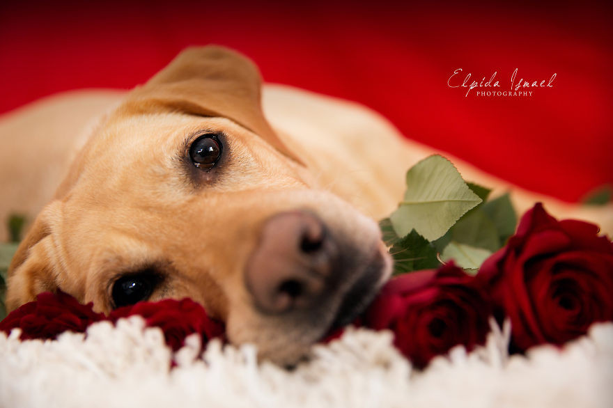 Phát ghen với 3 chú chó có bộ ảnh Valentine siêu dễ thương! ảnh 9