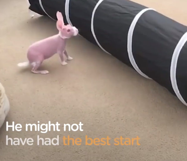 Nhỏ bé, mắt lồi, không có lông và da thì nhăn nhúm.