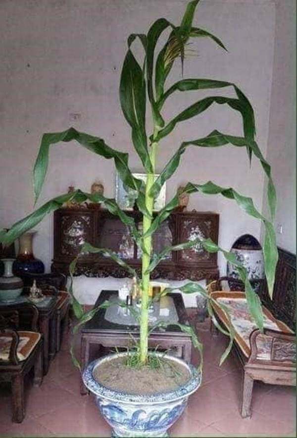 Chậu cây này hẳn là của một gia đình có bãi ngô rất rộng.