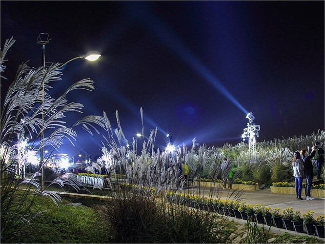 Lễ hội cỏ bạc – tại đây sẽ có nhiều hệ thống ánh sáng được lắp đặt chiếu sáng những ngọn cỏ tạo nên những làn sóng cỏ bạc rất đẹp phủ khắp công viên Haneul.