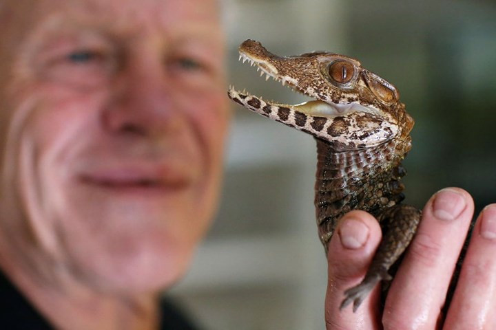 Philippe Gillet, 67 tuổi, người Pháp, đang sống chung mái nhà với hơn 400 con bò sát và cá sấu đã được thuần hóa. Trong ảnh, ông đang nhìn một chú cá sấu con.