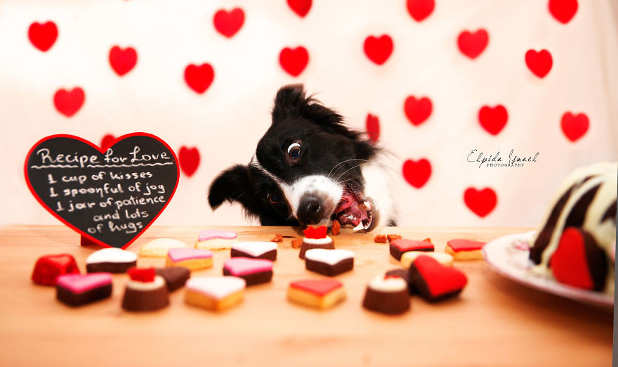 Phát ghen với 3 chú chó có bộ ảnh Valentine siêu dễ thương! ảnh 3