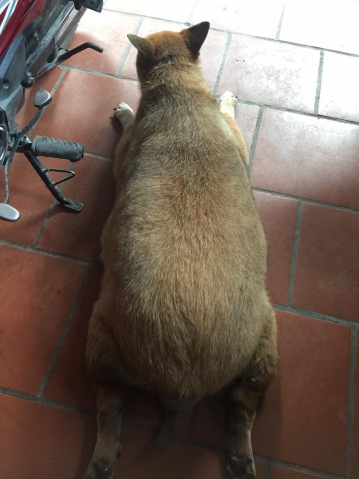 Dáng nằm rất "khệnh" của cậu cún nặng mông