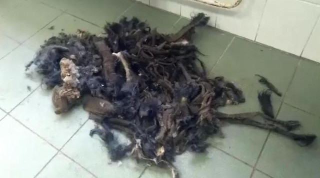 Lớp lông nặng tới 2 kg của chú chó đã được cắt bỏ