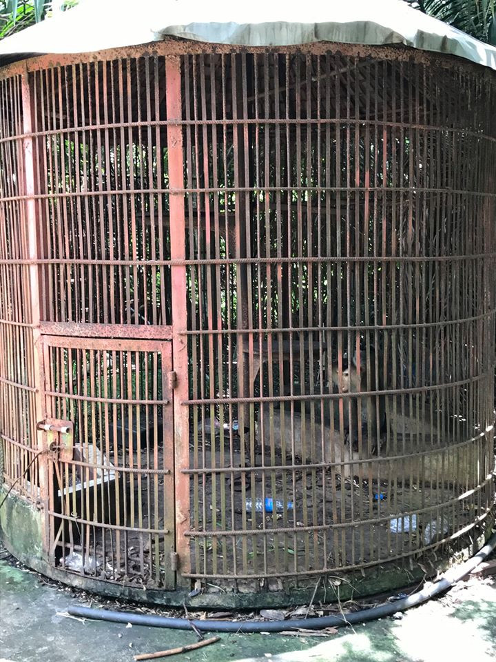 Động vật sống trên rác, trong những khu chuồng rỉ sét, không đủ thức ăn, nước uống.