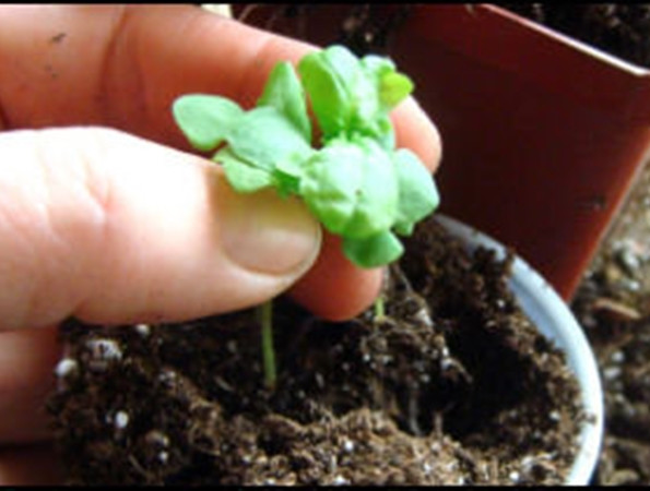 Quá ít, hoặc không hạt nào nảy mầm cho thấy bạn không hề tự tin, hoặc quá cầu toàn.