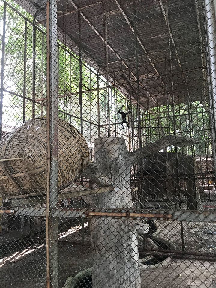 Chuồng trống trơ với lưới sắt thực sự không phù hợp với loài vượn vận động nhiều, quen bám vào cành cây.