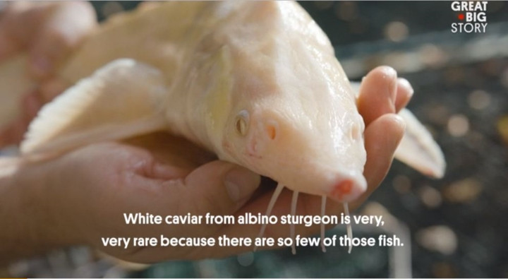 Để khai thác được một mẻ trứng cá phải mất 8-10 năm.