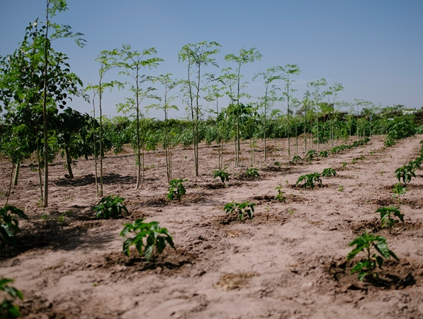 Một dự án trồng cây ở Senegal.