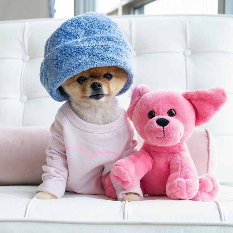 JiffPom đã được nhận giải thưởng “Thú cưng Instagram được yêu thích nhất”.