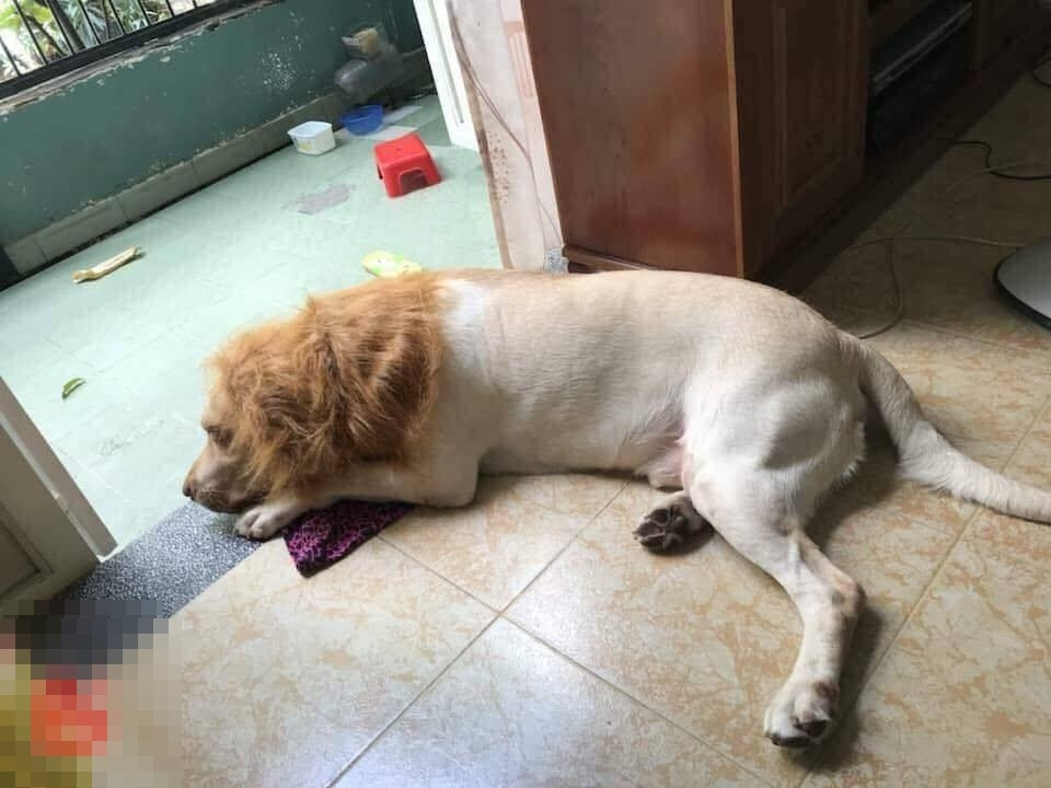 Thấy chưa, nó hiền khô à...