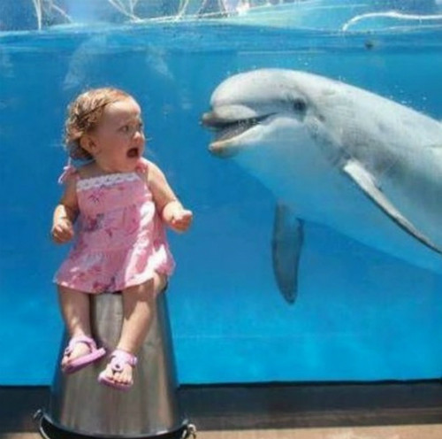 Cá heo không phải lúc nào cũng thân thiện ...