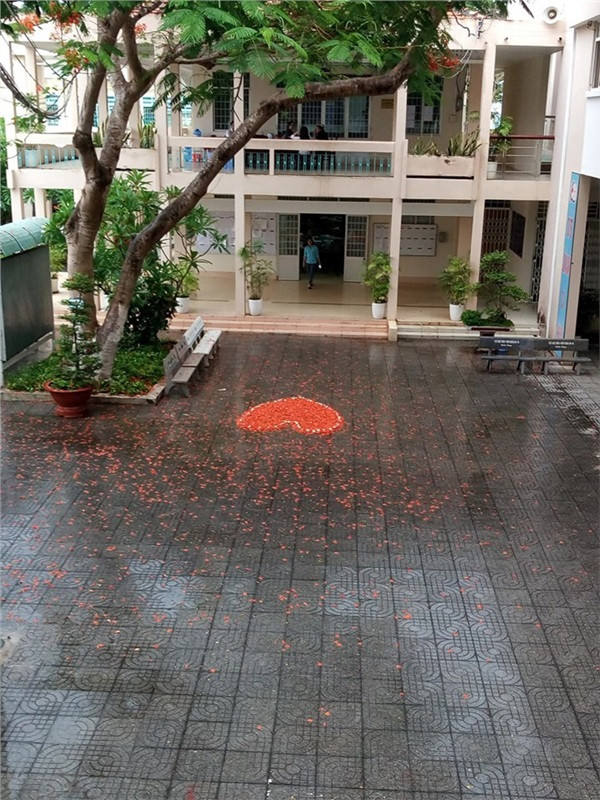 Cơn mưa ngang qua khiến phượng rụng đầy sân.