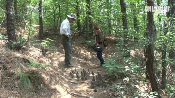 Đàn vịt con dừng khi thấy người đàn ông đứng lại.