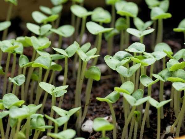 Theo bạn, đã có bao nhiêu hạt nảy mầm?