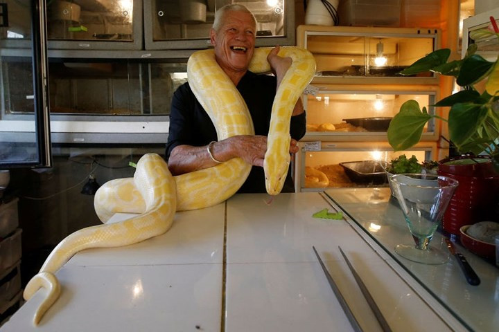 Ông Gillet thích thú để cho chú trăn lớn này quấn vào người.