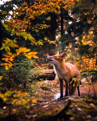 Những chú cáo trở thành niềm cảm hứng bất tận cho Ossi.