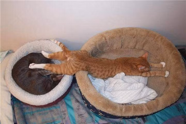 Khi bạn có tới 2 cái giường nhưng lại không muốn lãng phí một cái giường nào cả.
