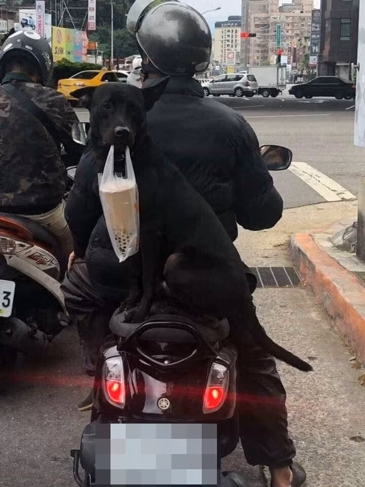 Ngồi ngoan trên yên sau với vẻ mặt ngoan ngoãn có phần... cam chịu.