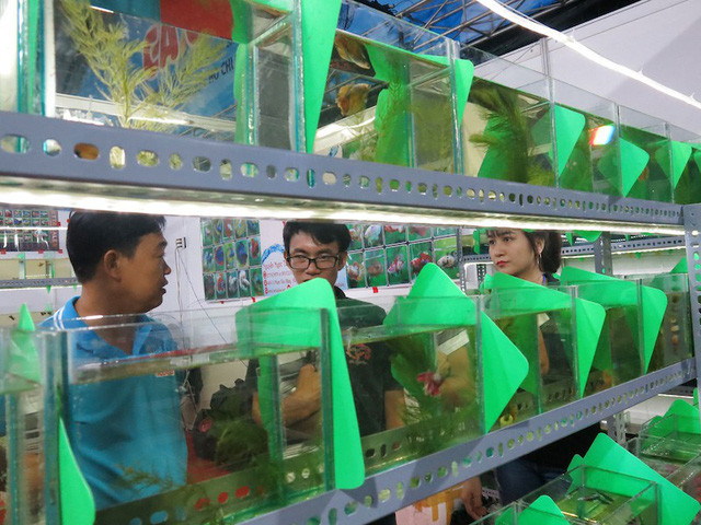 Ngày hội cá cảnh TP.HCM năm nay có 200 hồ cá giới thiệu các giống cá mới