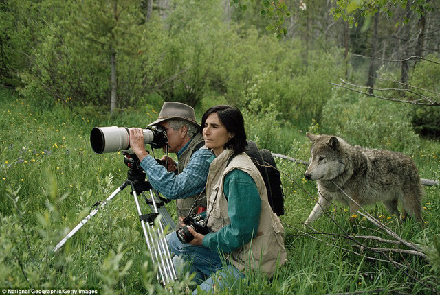 Sói hoang âm thầm tiếp cận hai nhiếp ảnh gia.