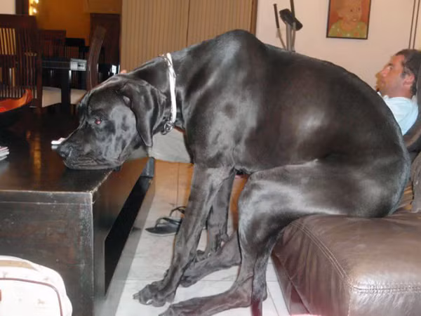 " Đại boss" buồn. Ảnh: gvpires.