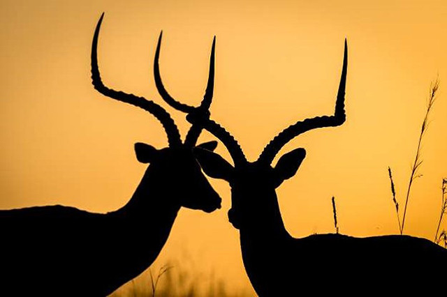 Bức ảnh chụp ngược sáng đấy ấn tượng của hai chú linh dương châu Phi ở Maasai Mara, Kenya.