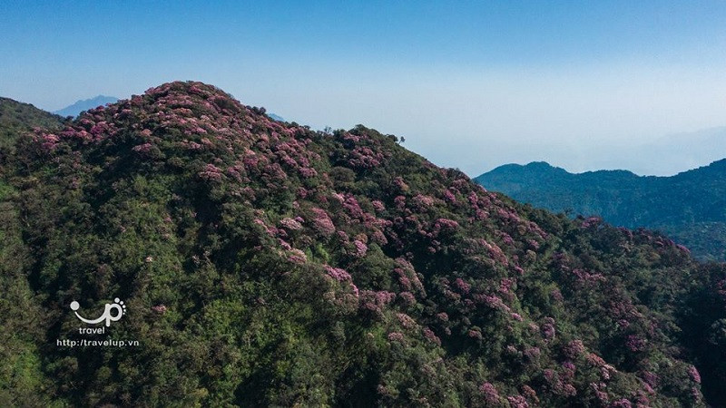 Màu tím của hoa và màu xanh của cỏ cây, đất trời hòa quyện vào nhau. (Ảnh: Travel)