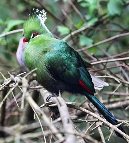 Chim Turaco: Loài chim có ngoại hình độc đáo này thường sinh sống ở những vùng đất thấp cận nhiệt đới và thức ăn chủ yếu của chúng là các loại trái cây.