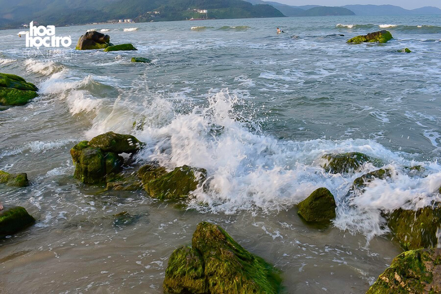 Những năm gần đây, bên cạnh đặc sản nước mắm Nam Ô danh bất hư truyền thì vùng đất Nam Ô còn được biết đến với một điều đặc biệt nữa: Mùa rêu Nam Ô.