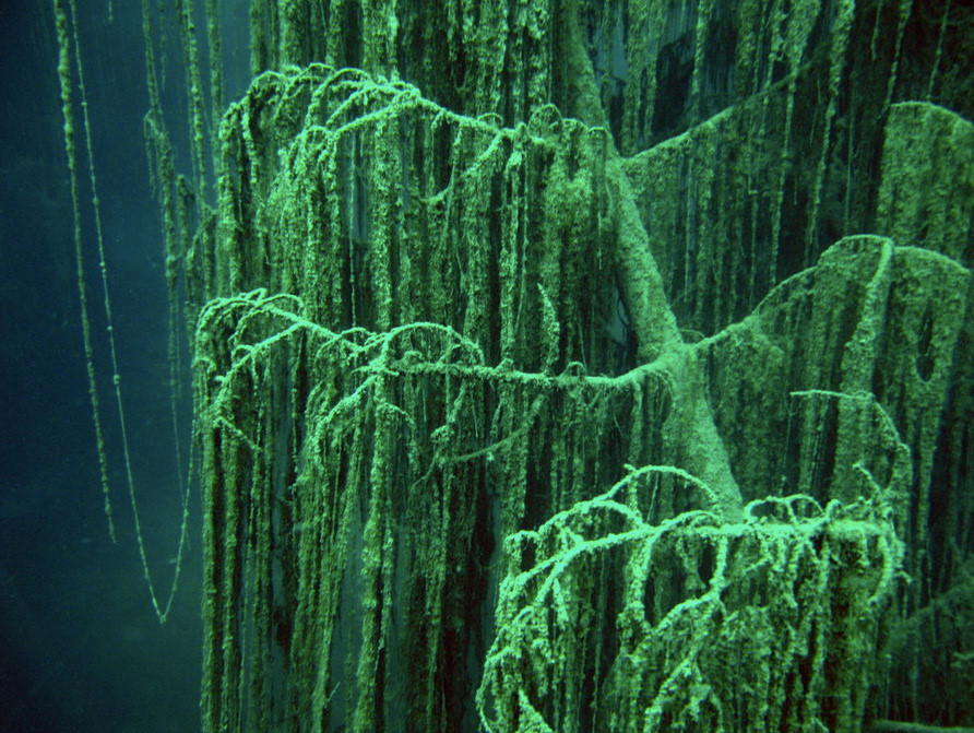 Ảnh: Cat in water.