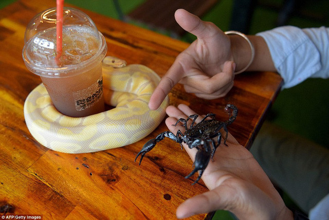 Đùa nghịch cùng rắn và bọ cạp