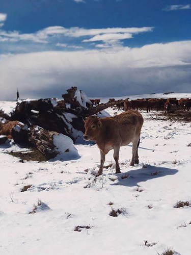 Những đám cỏ non của chú bò này đã bị vùi sâu dưới lớp tuyết. Ảnh: Facebook Snow Report SA.