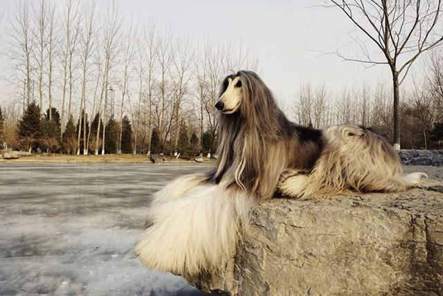 Chan không ngại chi tiền cho con vật cưng của mình.