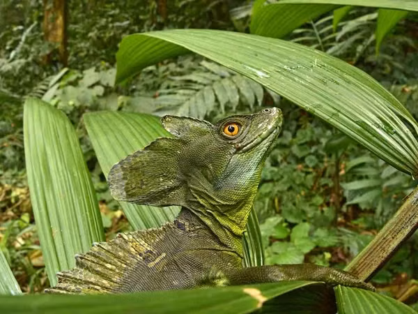 Thằn lằn Basilisk – một sinh vật được coi là “quái vật huyền bí” trong truyền thuyết – đang sống ở “Thành phố Trắng”.