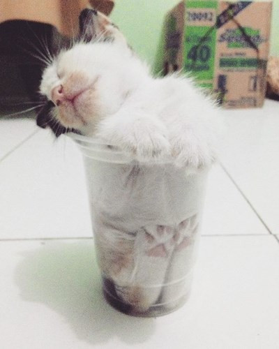 Tận hưởng cảm giác khác lạ trong chiếc giường mới.