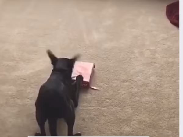 Quà này của mình ư. Mở mãi không được.